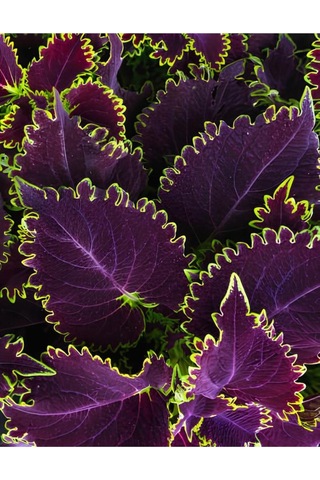 Nadir Tür Mor Renk Yaprak Güzeli Çiçeği 1 Adet Kolyos Purple Coleus