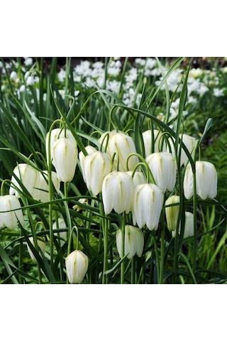 Fritillaria Alba White Ters Lale Soğanı 1 Adet