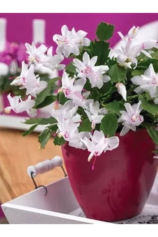 Beyaz Yılbaşı Çiçeği Fidanı 20-30 Cm Saksılı Çiçekli Bodur Bitkiler White Zygocactus