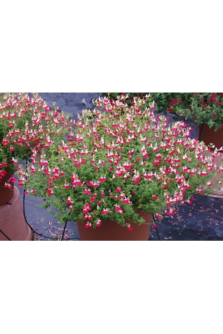 Süs Adaçayı - Salvia Microphylla 'Hot Lips' 3'lü Set
