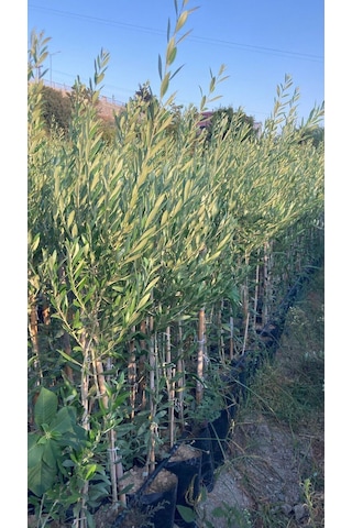 Bodur İspanyol Arbosana Zeytin Fidanı 120-150 Cm 2 Adet