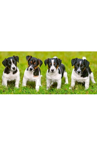 Castorland 600 Parça Puzzle - Jack Russell Terrier Köpek Yavrular