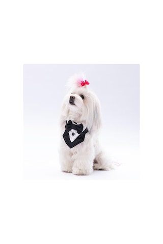 Pawstar Siyah Smokin Kedi Köpek Fuları Pet Bandanası