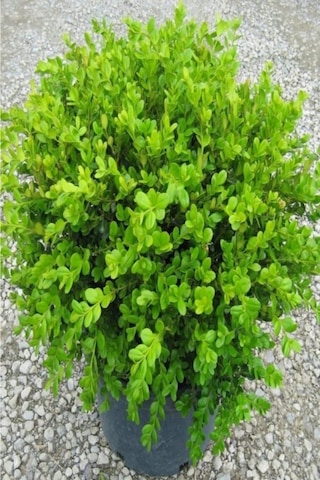 Saksılı Şimşir Fidesi Fidanı 5 Adet 20-30 Cm Buxus Sempervirens