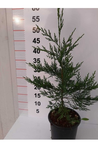 Videolu Çit Bitkisi Leylandi 30-40 Cm 10 Adet Tüplü Dış Mekan Bitkisi Cupressocyparis Leylandii