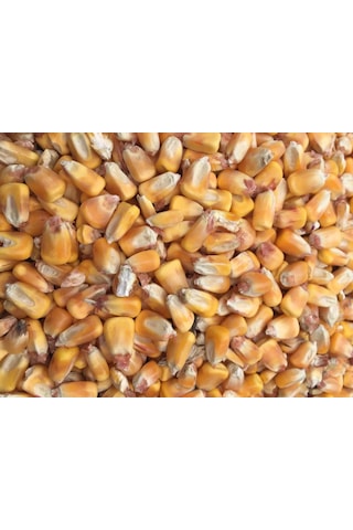 Tane Mısır 5 Kg Tüm Mısır Yemlik Mısır Hayvan Yemi