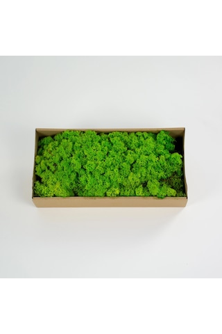 Reindeer Moss Spring Şoklanmış Norveç Yosunu 30gr