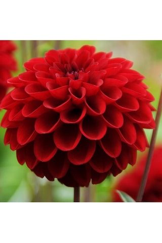 10 Adet Kırmızı Renk Dahlia Yıldız Çiçeği Tohumu + 10 Adet Hediye Karışık Renk Gül Tohumu