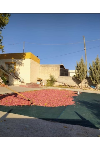 Zeytin Toplama Filesi - 4X8 M Yeşil