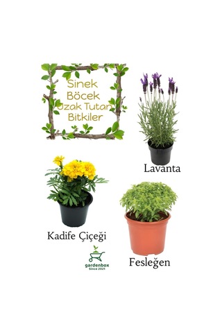 Sinek Böcek Kovucu Bitki Seti Lavanta+fesleğen+sarı Kadife Çiçeği 10-20cm Boylarında