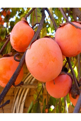 2 Adet Çikolata Aromalı Trabzon Hurma Fidanı ( Cennet Elması )