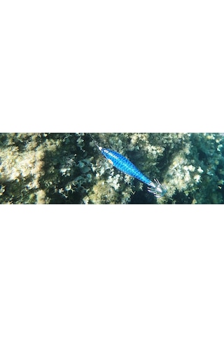 DTD Ballistic Real Fish 3.0B Squid Jig 90 mm 14.5 gr Kalamar Zokası