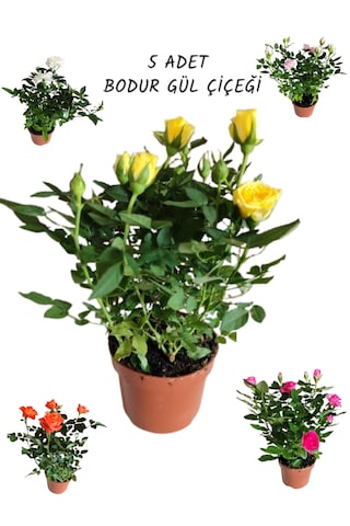 5 Adet Saksıda Bodur Gül Çiçeği Karışık Renk