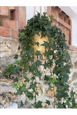 Estetik Formlu Hedera Helix 40-60 Cm Canlı Duvar Ve Çit Sarmaşığı