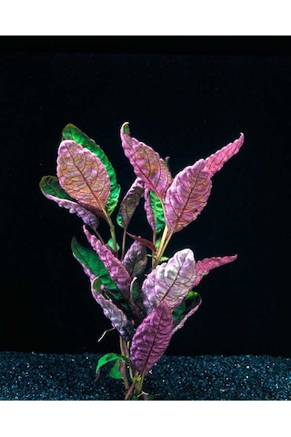 Hemigraphis Colarado 1 Saksı Özel Tür Akvaryum Bitkisi