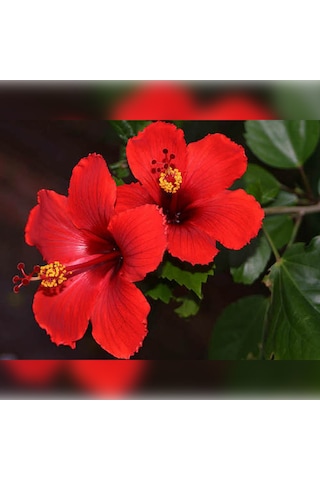 Japon Gülü Chinese Rose / Hibiscus 70 - 120 Cm Tüplü