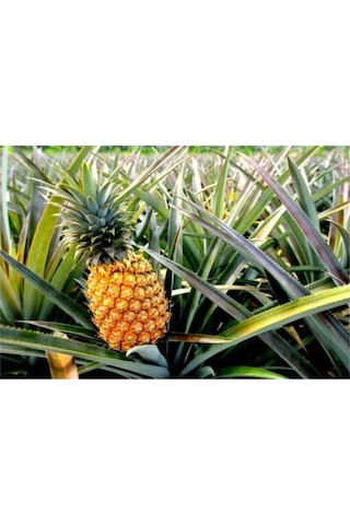 Tropikal Ananas Meyvesi Tohumu 5 Adet