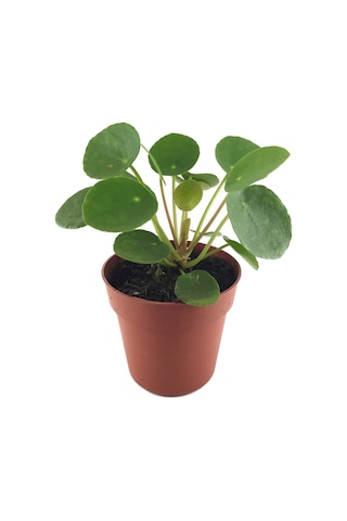 Pilea Peperomioides (Para Çiçeği) Ø5,5 CM Y0-10 CM