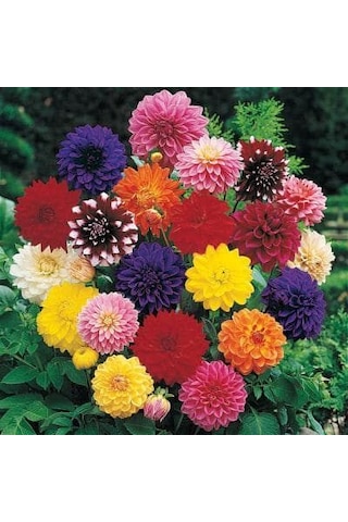 100 Adet Dev Yıldız Dahlia Çiçeği Yumrusu Soğanı.karışık Renk..