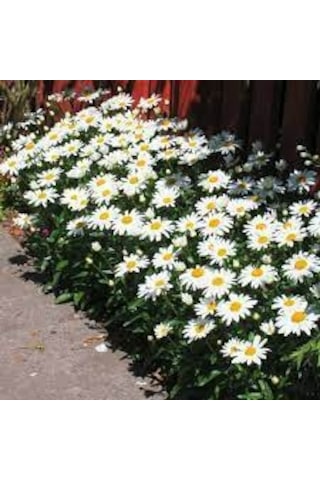 20 Adet Tohum Yayılıcı Kır Papatyası Çiçeği Tohumu Çiçek Tohumu S