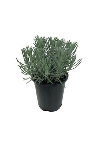 Lavanta Fidesi Fidanı 10-20 Cm