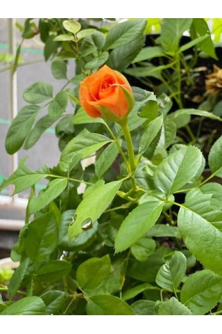 Avantajlı Sarmaşık Gül Turuncu Renkli 60 80 Cm 1 Adet Saksılı Aşılı Gül Orange Rose