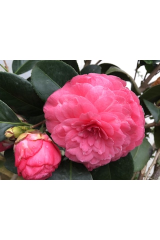 Pembe Kamelya Çiçeği - Camelia Japonica Kırmızı. 30-45 Cm Aras