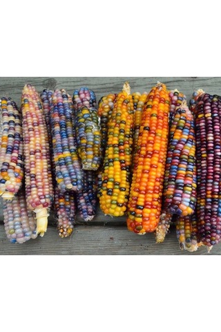 Bykurt Sunagri Renkli Mısır Tohumu - Bahçe Ve Tarla İçin, İlkbahar-yaz Ekimi, Yüksek Verimli