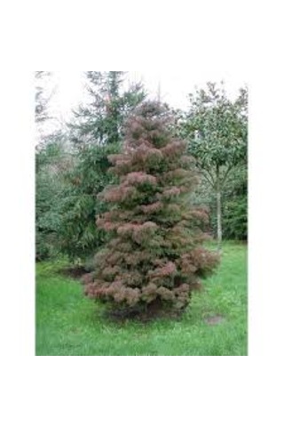 Cryptomeria Japonica Elegans Kadife Çam Fidanı 40-60 Cm Arası