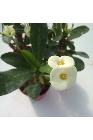 Euphorbia Milii Sarı Dikenler Tacı Çiçeği 8.5cm Saksıda