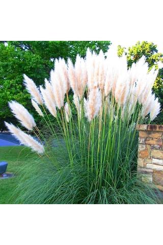 Pampas Otu - Saz Püskülü