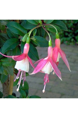 Küpeli Çiçeği Fidanı 5-15 Cm Fuchsia