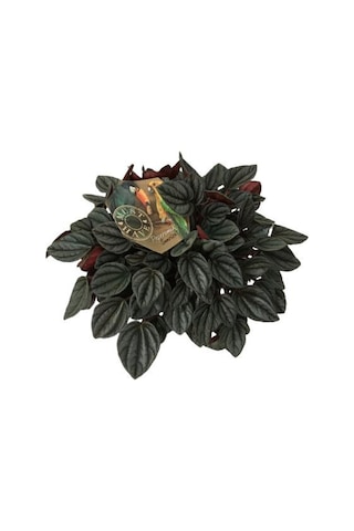 Peperomia Caperata Sunrise 17 Cm'lik Saksıda