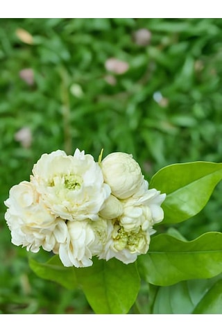Yoğun Kokulu Katmerli Ful Yasemin Çiçeği 1 Adet Saksılı 30-60cm Jasminum Sambac