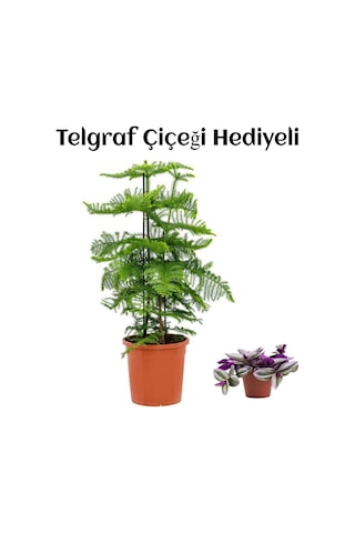 Parlak Yapraklı Salon Çamı Anneler Gününe Özel Telgraf Hediyeli