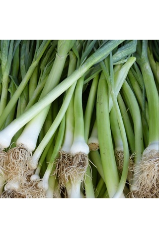 Inegöl Pırasa Tohumu