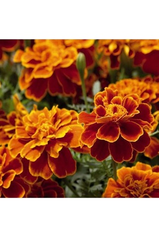 Karagöz Kadife Tohumu