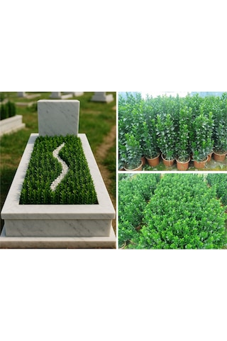 Mezar - Kabir Bitki Seti - 10 Adet Yeşil Taflan Greenspire 25-30
