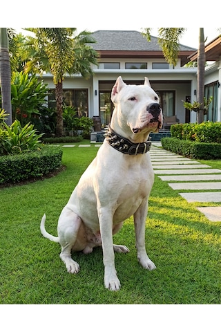 Deri Köpek Koruma Tasması Siyah