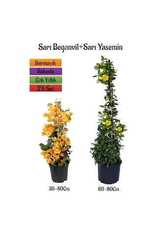 Sarı Begonvil Çiçeği Fidanı+sarı Yasemin Fidanı 2'li Bahçe Peyzaj Seti