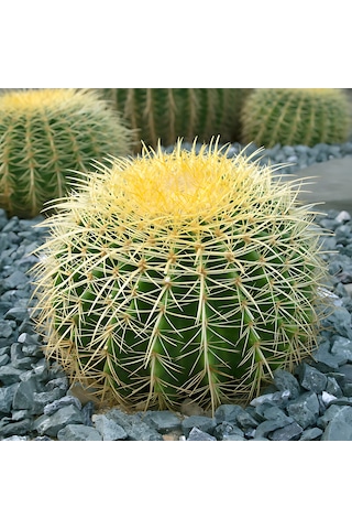 Kaktüs Altın Fıçı Kaktüsü Echinocactus Grusonii