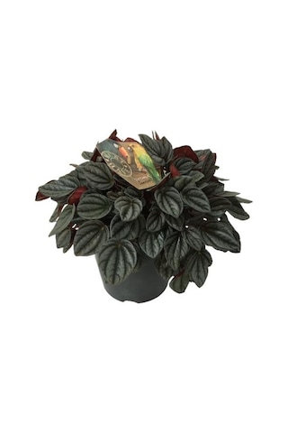 Peperomia Caperata Sunrise 17 Cm'lik Saksıda