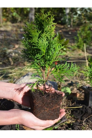 Leylandi Çam Ağacı Fidanı 20 Adet Tüplü 10-25cm Cupressus Leylandii