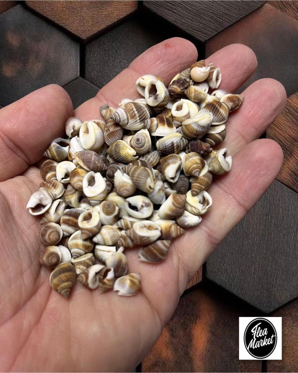 Gerçek Deniz Kabuğu - Tropic Myst - 50gr.