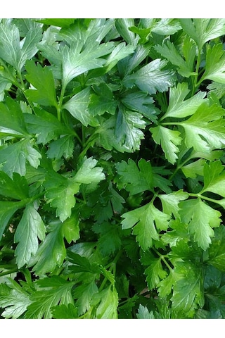 Aysenin Maydanoz Tohumu Yağı / Parsley Oil 15 ML