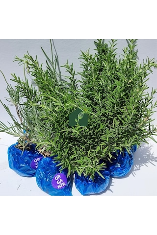 Eget Organik  Biberiye 6 Adet ve Organik Lavanta Fidesi 6 Adet