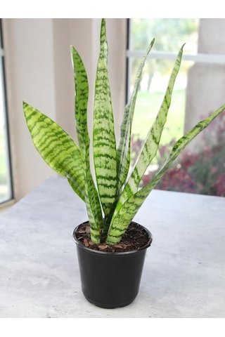 Paşa Kılıcı Yeşil Kılıç Bol Köklü Hava Temizleyici Salon Bitkisi, 20-40cm