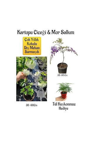 Kokulu Kartopu Çiçeği+mor Salkım Ağacı Fidanı Tül Kuşkonmaz Hediyeli Peyzaj Seti