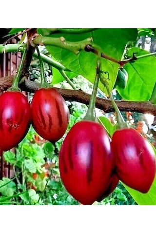 Tamarillo Domates Ağacı 70-100 Cm Tüplüdür