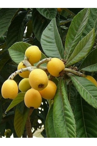 Tüplü Malta Eriği Yenidünya Fidanı